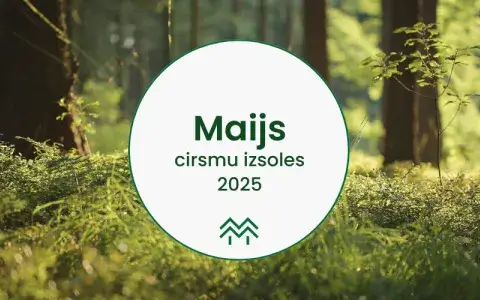 Maija cirsmu cenas Meža Biržā
