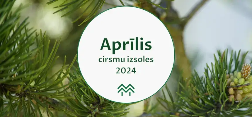 cirsmu cenas aprīlis 2024 meža birža